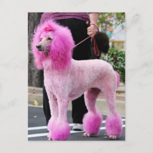 Poodle Day 2010 #11 Postkarte