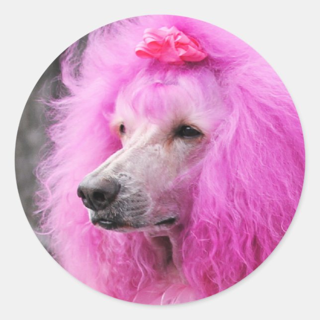 Poodle Day 2010 #11 Runder Aufkleber (Vorderseite)