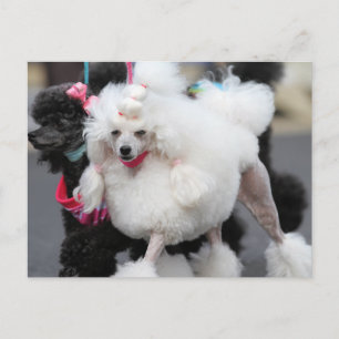 Poodle Day 2010 #6 Postkarte