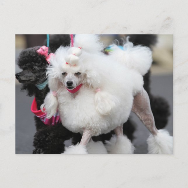 Poodle Day 2010 #6 Postkarte (Vorderseite)