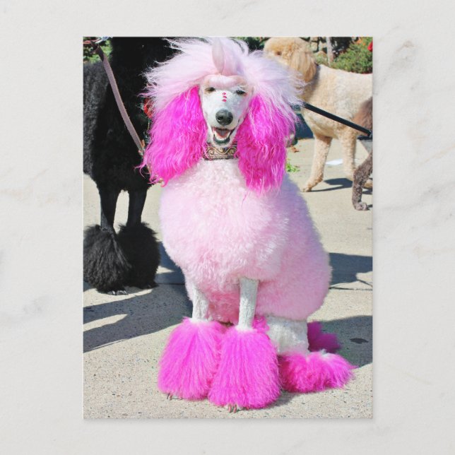 Poodle Day 2016 - Barnes - Pink Standard Poodle Postkarte (Vorderseite)
