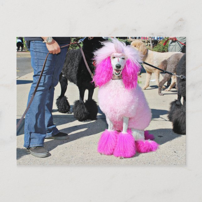 Poodle Day 2016 - Barnes - Pink Standard Poodle Postkarte (Vorderseite)