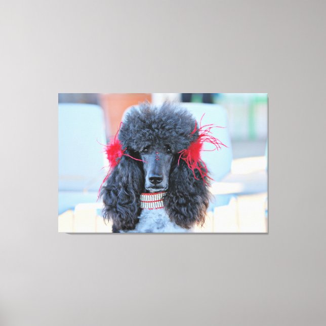 Poodle Day 2016 - Phoebe - Standard Poodle Leinwanddruck (Vorderseite)
