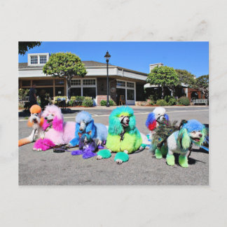 Poodle Day 2016 - Rainbow Poodles Postkarte