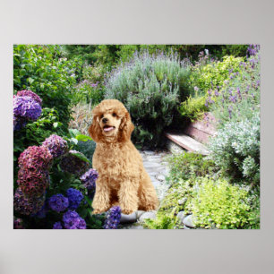 Poodle Garden Print Poster