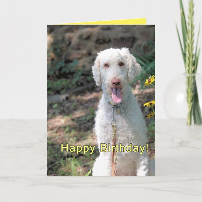 Poodle Geburtstag Karte (Vorderseite)