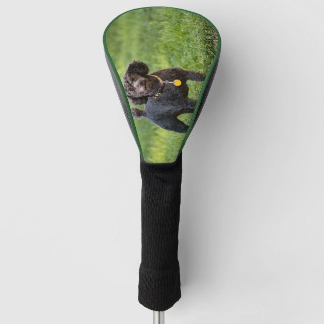 Poodle Golf Headcover (Vorderseite)