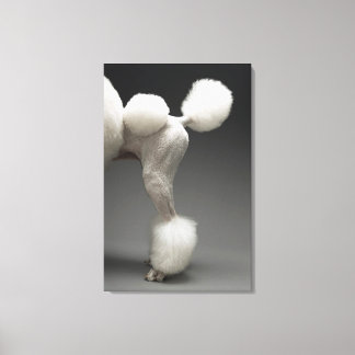 Poodle-Haunches auf grauem Hintergrund Leinwanddruck