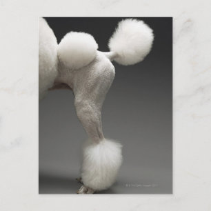 Poodle-Haunches auf grauem Hintergrund Postkarte