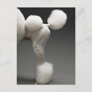 Poodle-Haunches auf grauem Hintergrund Postkarte