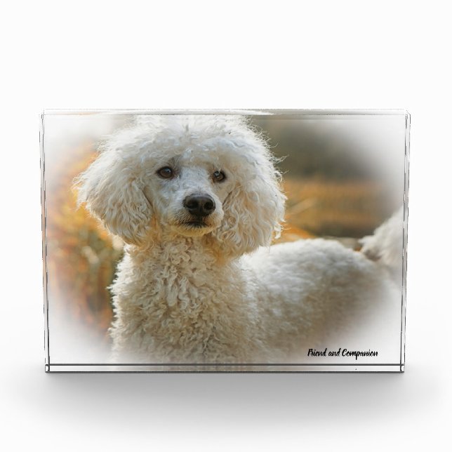 Poodle Hund. Fotoblock (Vorderseite)