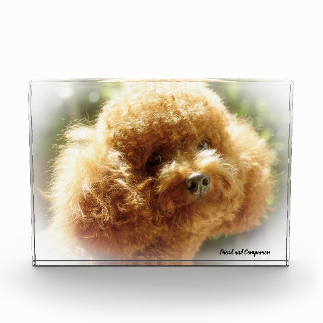 Poodle Hund. Fotoblock (Vorderseite)
