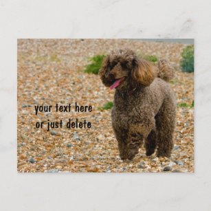 Poodle Hund Mini-Foto Strand individuell angepasst Postkarte