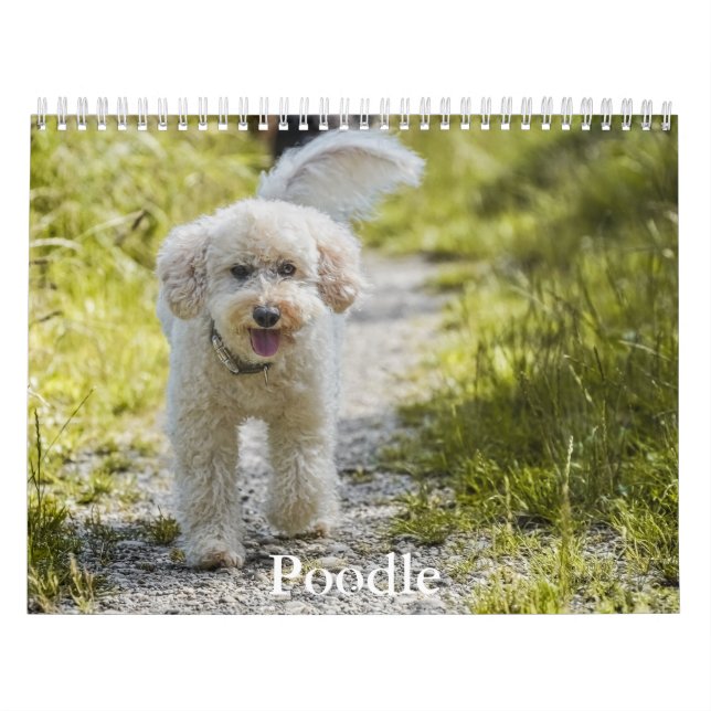 Poodle-Kalender Kalender (Titelbild)