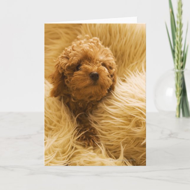 Poodle Karte (Vorderseite)