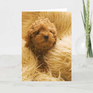 Poodle Karte