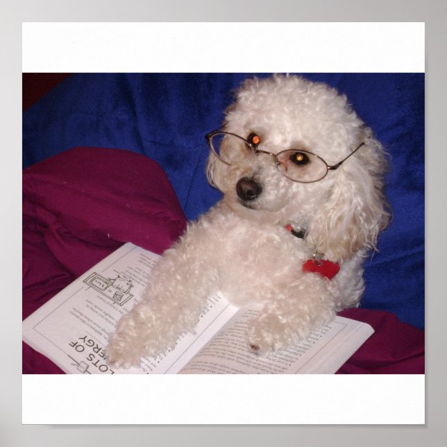 Poodle Poster (Vorne)