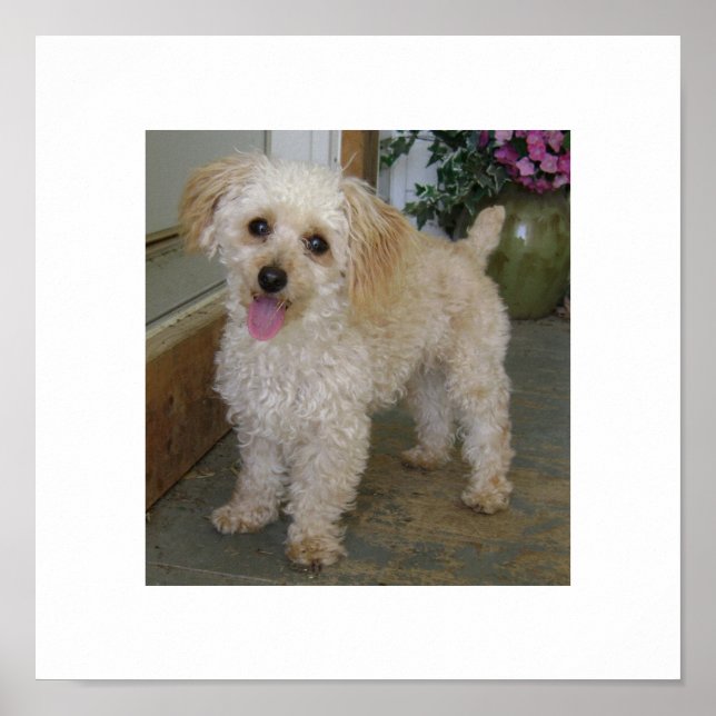 Poodle Poster (Vorne)