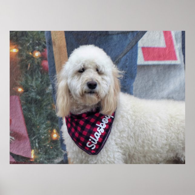 Poodle Poster (Vorne)