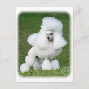 Poodle Postkarte