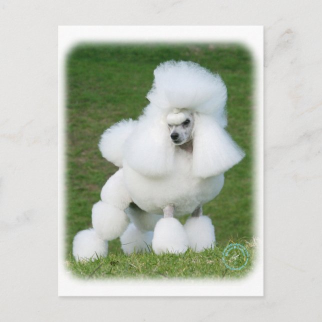 Poodle Postkarte (Vorderseite)