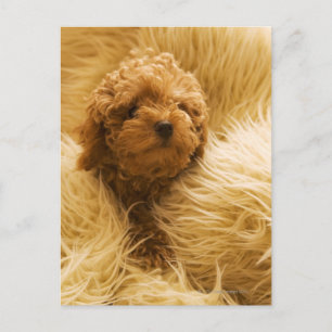 Poodle Postkarte