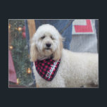 Poodle Postkarte<br><div class="desc">Ein niedliches Poodle,  das ich bei einer Weihnachtsfeier im Freien gesehen habe.</div>