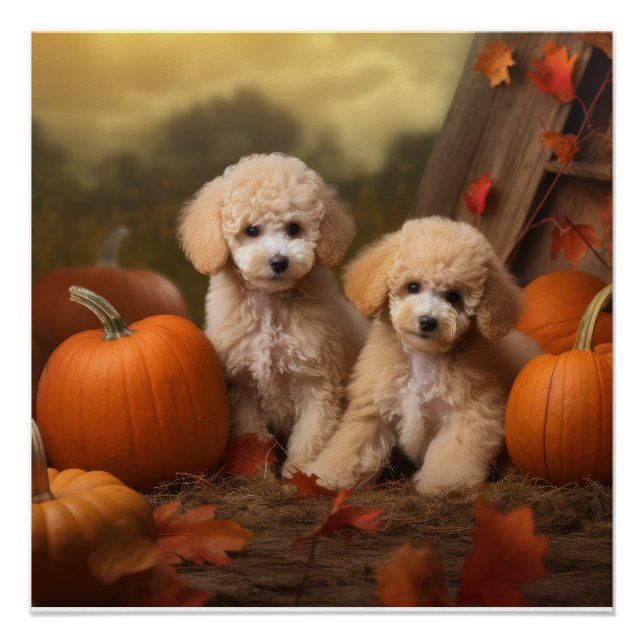 Poodle Puppy Autumn Delight Pumpkin Poster (Vorderseite)