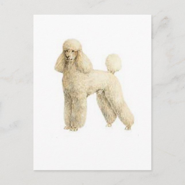 Poodle — Puppy Clip Postkarte (Vorderseite)