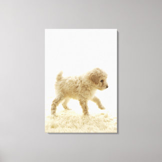 Poodle Puppy Leinwanddruck