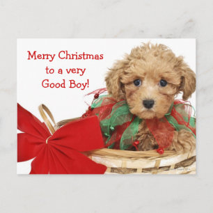 Poodle puppy sitting in Christmas basket Feiertagspostkarte