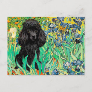 Poodle (schwarz 1) - Ire Postkarte