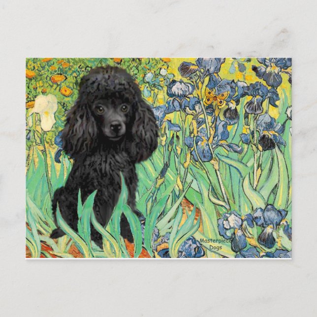 Poodle (schwarz 1) - Ire Postkarte (Vorderseite)