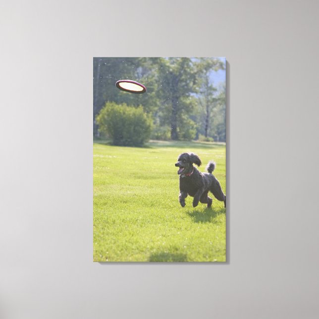 Poodle spielend Frisbee Leinwanddruck (Vorderseite)
