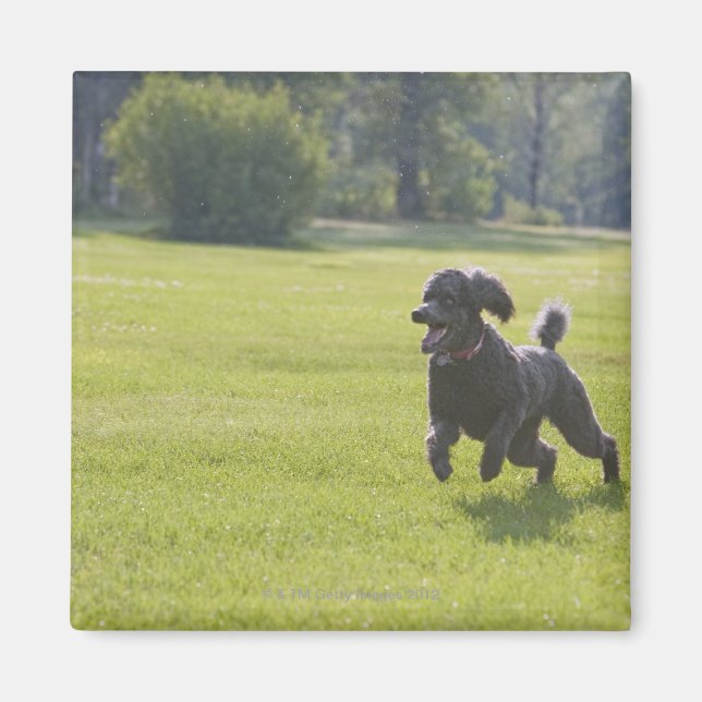 Poodle spielend Frisbee Magnet (Vorne)