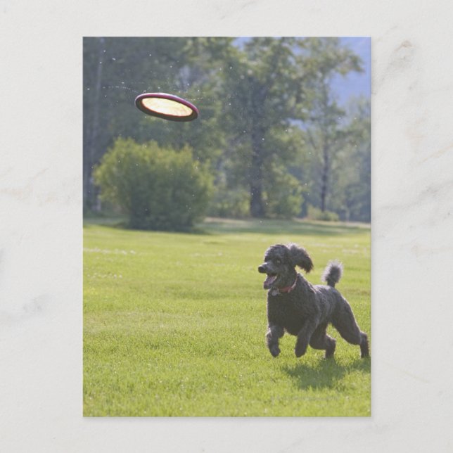 Poodle spielend Frisbee Postkarte (Vorderseite)