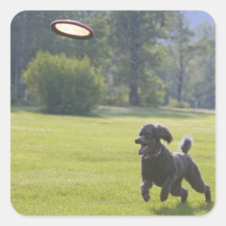Poodle spielend Frisbee Quadratischer Aufkleber