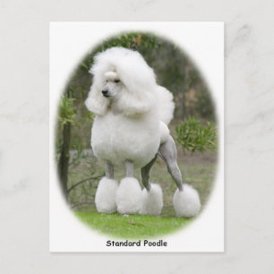 Poodle-Standard 9Y199D-029 Postkarte