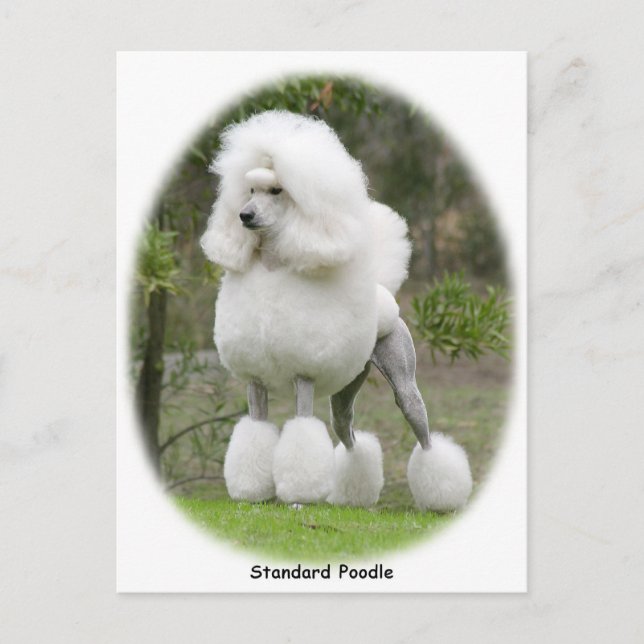Poodle-Standard 9Y199D-029 Postkarte (Vorderseite)