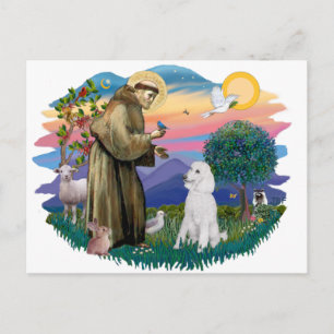 Poodle (Standard White) Postkarte