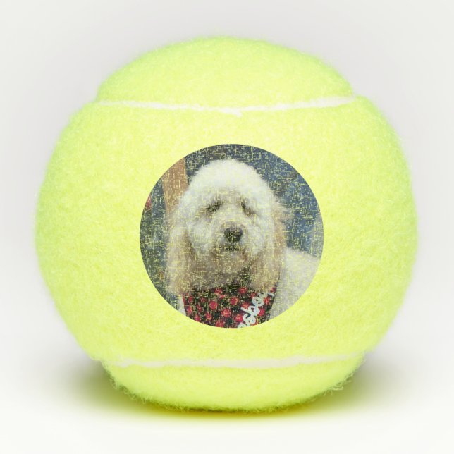 Poodle Tennisbälle (Vorderseite)