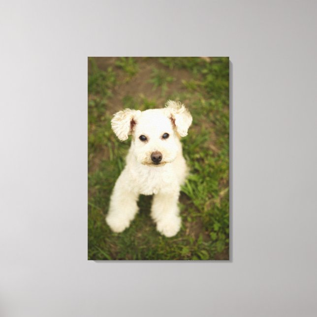 Poodle (weiß) leinwanddruck (Vorderseite)