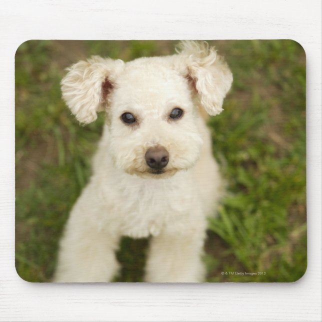 Poodle (weiß) mousepad (Vorne)