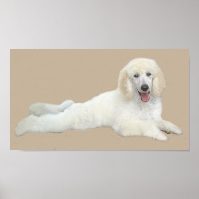 Poodle White Beautiful Print Poster (Vorne)