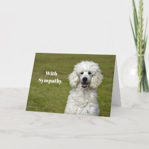 Poodle White Dog Foto Beileid Karte