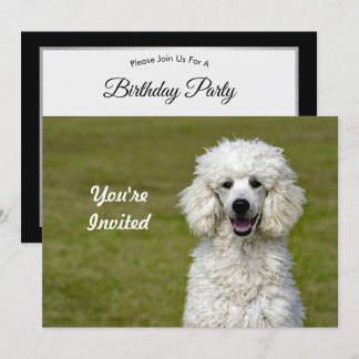 Poodle White Dog Foto Geburtstag Einladung