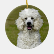 Poodle White Dog Foto