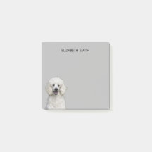 Poodle White Standard Dog