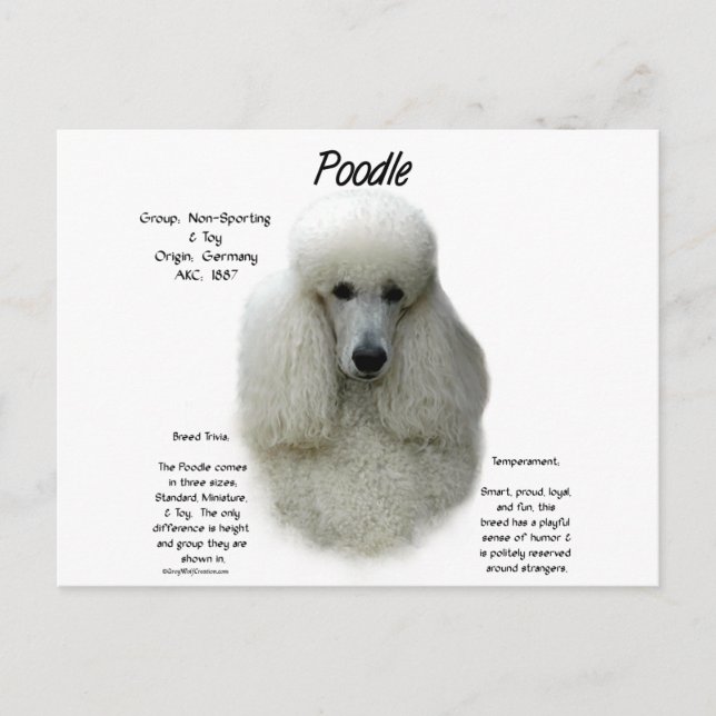 Poodle (wht) History Design Postkarte (Vorderseite)