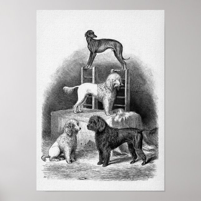 "Poodles and a Whippet" Poster (Vorne)